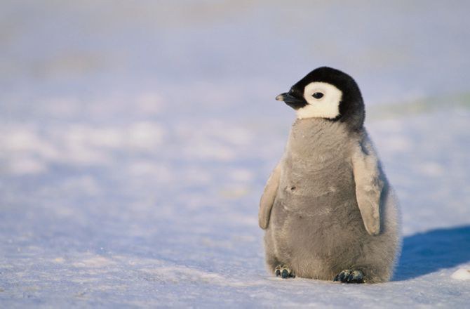 cute baby penguin